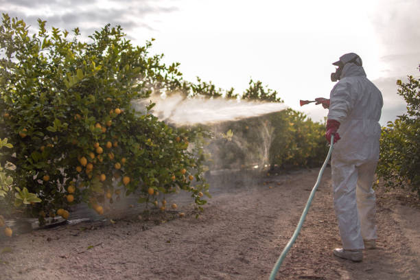 Best Wasp Removal Services  in Bradley Beach, NJ