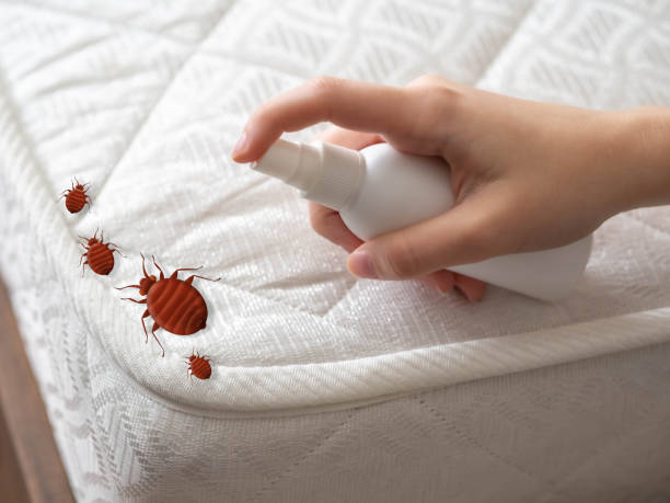 Best Ant Control Services  in Bradley Beach, NJ
